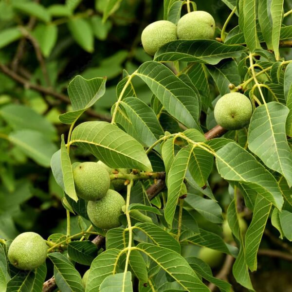 Ореховые саженцы - (Аванс)