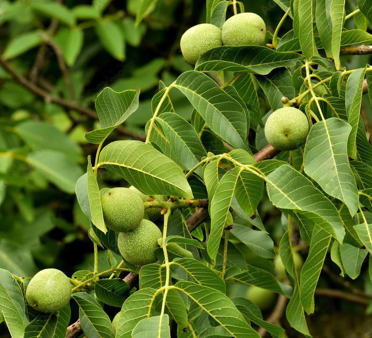 Ореховые саженцы - (Аванс)